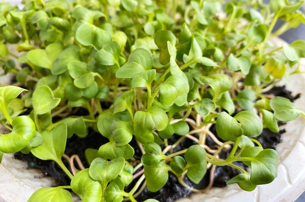 Micro pousses : la clé de la survie alimentaire en famille