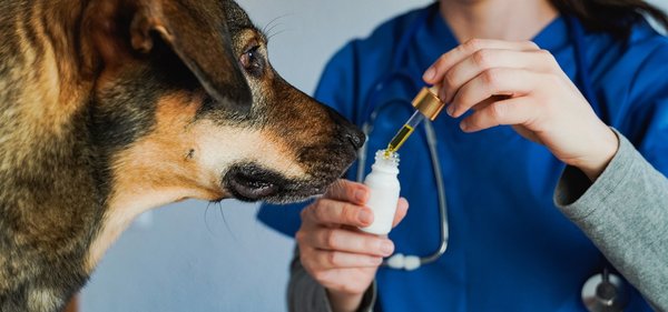 Bien choisir le chanvre pour animaux et humains : guide essentiel